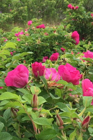 roses du quebec fabrication produit naturel a la rose