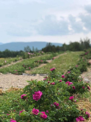 champs de roses visualisation