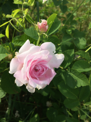 Élixir de rose – Image 2