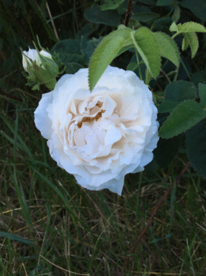 Élixir de rose – Image 3