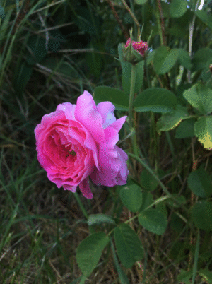 Élixir de rose – Image 5